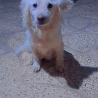 پاپی خوشگل مهربون