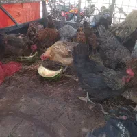 مرغ خانگی
