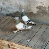 طوقی جفتی سیاه خالدار