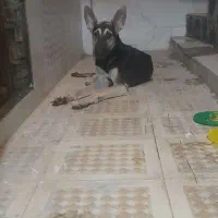سگ.نژادژرمن