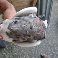 کبوتر طوقی