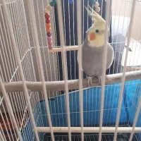 عروس هلندی  دون پرنده ۲کیلو دارم