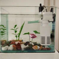 آکواریوم کوچک