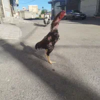 خروس لاری اوشامو