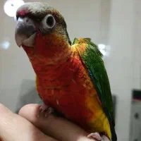 جوجه گرینچیک سرلاکی فول رد