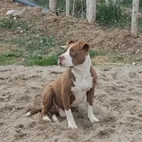 پیت بول نر ۳ ساله