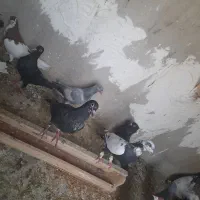 کفتر