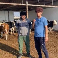 فروش انواع گوساله سیمنتال هلشتاین