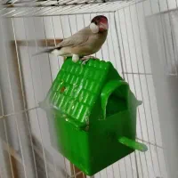 فنچ نر نرگسی شکلاتی