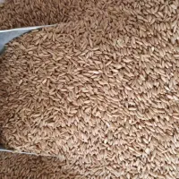 خوراک دام و طیور پاک دانه