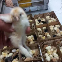 برهما  جوجه یک روزه و انواع زینتی