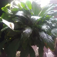 فروش باغچه درمنطقه سیلواناراژان