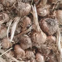 پیاززعفران