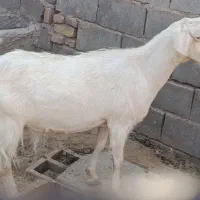 بز سانن