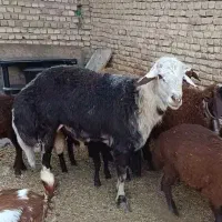 قوچ جوان
