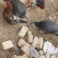 بوقلمون