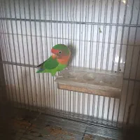 یک عدد کوتوله برزیلی ماده