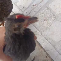 ی مرغ خروس ۳ ماه