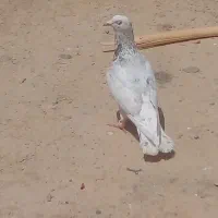 کبوتر فروشی