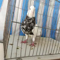 طوقی درجه یک