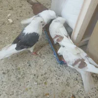 کبوتر پشت دار دوکت پلنگ نباتی شوسی