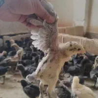 فروش نیمچه مرغ و خروس 1تا ۳ماهه