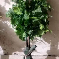 درختچه پربرگ