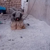 پاکوتاه