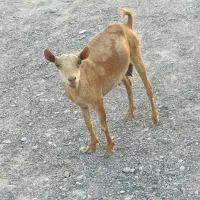 اصل صلاله