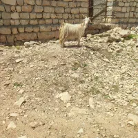 بزو بیگ فروشی