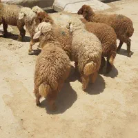 چندبره نر وماده باهم