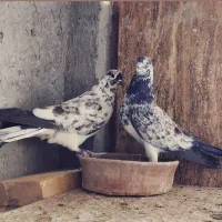 ۱۰جفت نروماده قاره