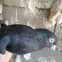 کبوتر ابادانی