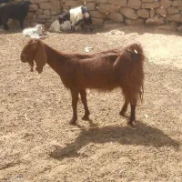 بز بابیگ لری