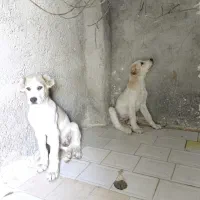 فروش توله سگ آلابای روسی ۷۰ روزه