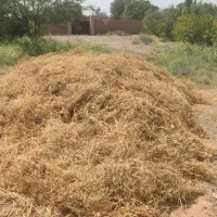 یونجه