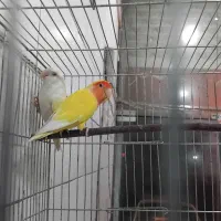 طوطی برزیلی و مرغ عشق