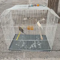 قناری ماده اماده