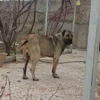 توله سگ سرابی با اصالت