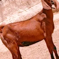 مری ابست جملی زا