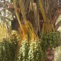 فروش خرما مضافتی بم