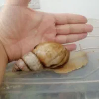 فروش و پرورش حلزون