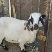 بره|حیوانات مزرعه|میبد, |دیوار