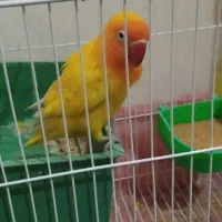 کتوله برزیلی ماده قیمت با قفس