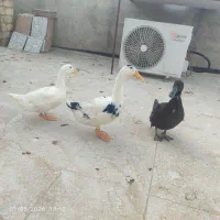 فروش اردک