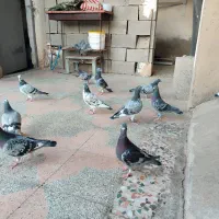 پلاکی