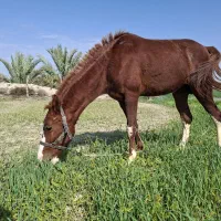 فروش نریان سه ساله