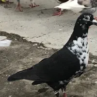 کبوتر گوره سینه سفید