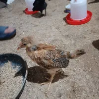 جوجه های دو ماه و یکماه و یک ماه و نیم