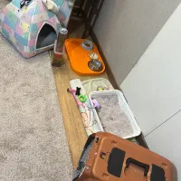 گربه